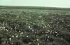 Low-shrub tundra (alder savannah), north of Kigluaik Mountains, Seward Peninsula, Alaska. (Photo: D.A. Walker.)