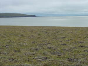 Ambarchik, Kolyma River vicinity, Russia. Photo D.A. Walker.