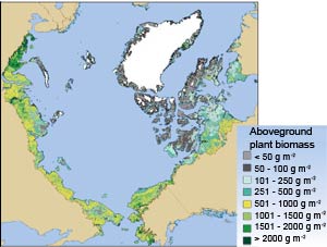 Above ground biomass