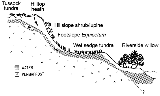 Figure 4. Six ecosystem types along a toposequence beginning in tussock tundra and ending on the floodplain of the Sagavanirktok River. The total vertical drop is about 20 m, and the horizontal distance is about 200 m (Shaver et al. 1991).
