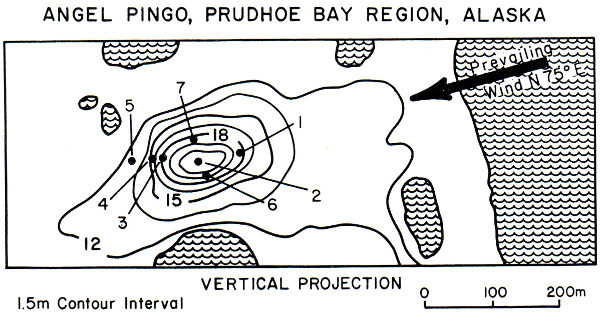 Figure 5. Sampling approach used for the analysis of soils and vegetation on 41 pingos in northern Alaska. The concentric lines are topographic isoline of a 12-m high pingo. Each pingo was sampled at the seven microsites (black dots): (1) ENE wind-exposed, (2) summit (usually site of animal dens and bird perches), (3) dry leeward side above the snowbank, (4) middle of snowbank on leeward side (well drained), (5) bottom of snowbank at leeward base of pingo (poorly drained), (6) south slope, (7) north slope. Sites 1, 2, 3, 4 and 5 formed a toposequence (Walker 1990).