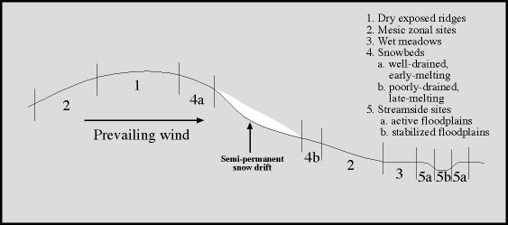 Figure 6. Generalized toposequence for the Circumpolar Arctic Vegetation Map (CAVM Team 2003) and the Alaska Arctic Tundra Vegetation Map (Raynolds et al. 2006).