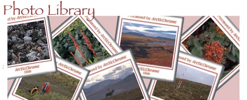 background: various photos of the Arctic