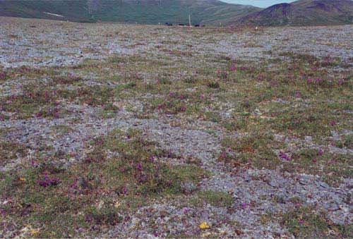 Nonacidic mountain complex, Community No. 73, near Council, AK. (Photo: D.A. Walker).