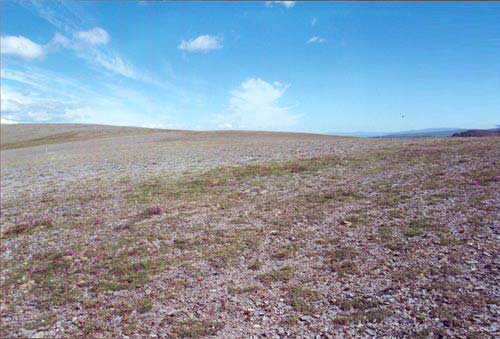 Nonacidic mountain complex, Community No. 73, near Council, AK. (Photo: D.A. Walker).