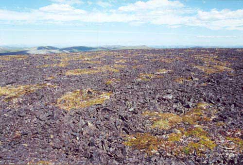 Acidic mountain complexes (NW Alaska). Acidic mountain complex, Community No. 39 complexed with lichen covered rocks, near Council, AK, Seward Peninsula. (Photo: D.A. Walker).