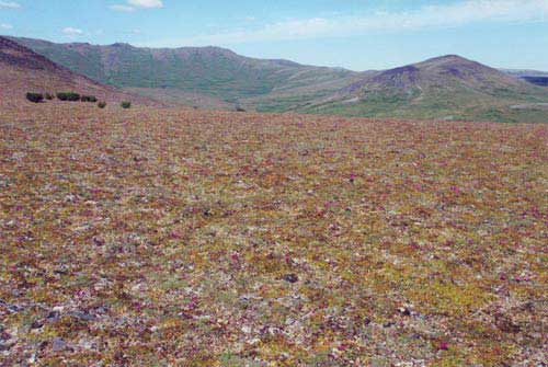 Acidic mountain complexes (NW Alaska). Acidic mountain complex, Community No. 39, near Council, AK, Seward Peninsula, AK. (Photo: D.A. Walker).