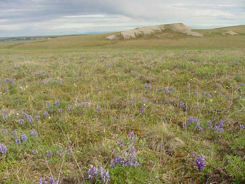 Non-tussock sedge, dwarf shrub, forb, moss tundra, Community No. 75, Sagwon upland, Dalton Highway, Alaska. (Photo: D.A. Walker).