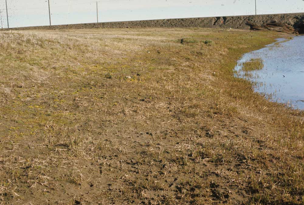 Photo A. <em>Cochlearia groenlandica</em>-<em>Ranunculus pygmaeus</em> community growing along Footprint Creek at Barrow, Alaska. Walker slide 74-46-15. D.A. Walker