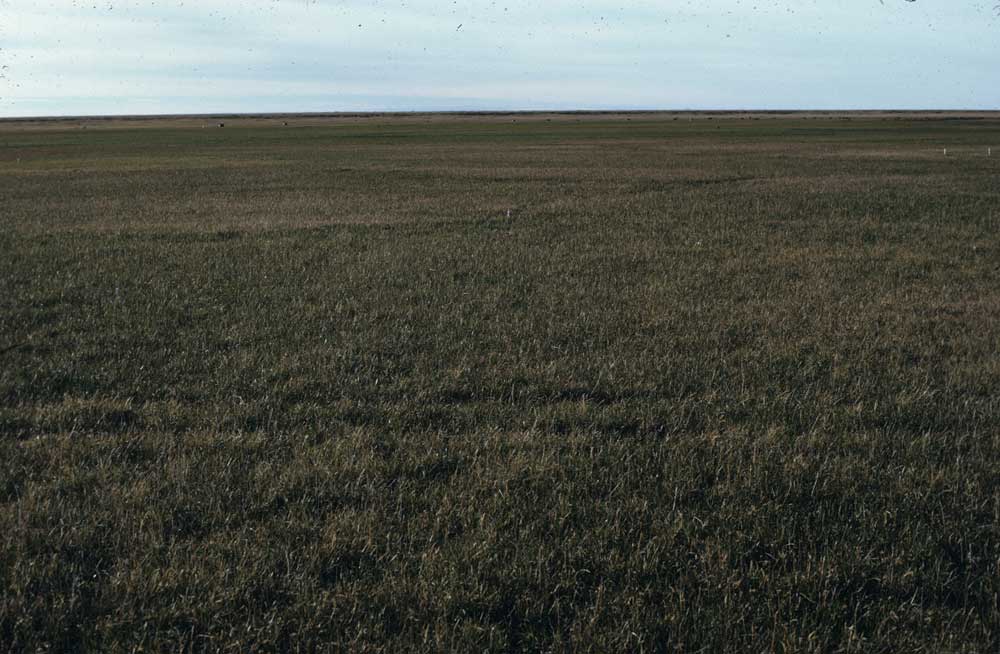 Photo C. Another meadow of <em>Eriophorum angustifolium</em>-<em>Carex aquatilis</em> subtype <em>Dupontia fisheri</em> at Barrow. Walker slide 74-?-11. D.A. Walker.