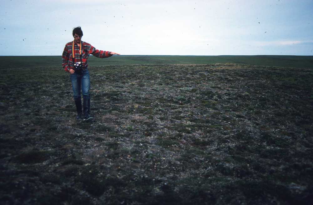 Photo A. Stabilized dune near Inigok drill site in NPR_A, Alaska, with <em>Diapensia lapponica</em>-<em>Alectoria</em> spp. community. Walker slide 82-8a-23. D.A. Walker.