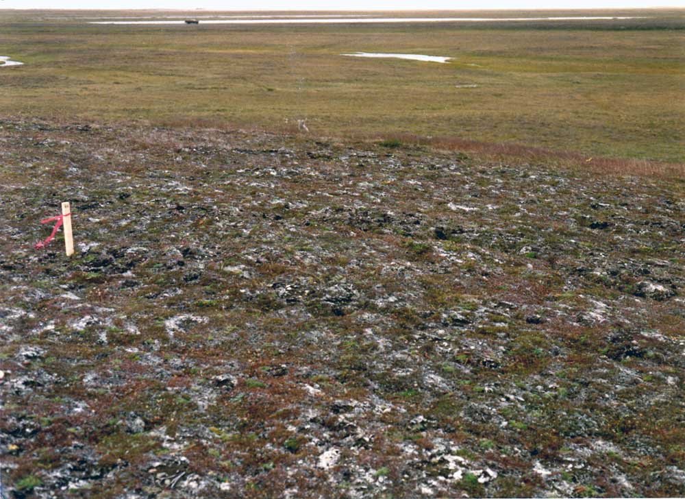Photo C. <em>Dryas integrifolia</em>-<em>Carex rupestris</em>-<em>Lecanora epibryon</em> community on pingo at Prudhoe Bay, Alaska. Walker (1985), Fig. 8. D.A. Walker.