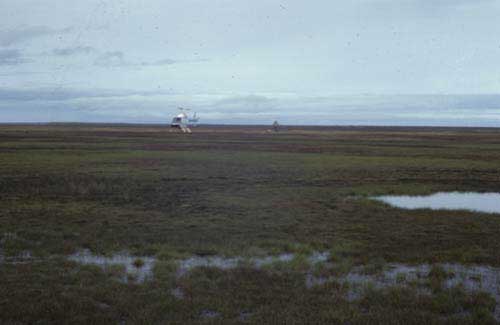 Wet sedge, moss tundra, Community No. 10, Colville River delta, Arctic Coastal Plain, Alaska. (Photo: D.A. Walker).