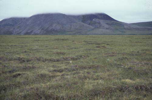 Wet sedge, moss tundra, Community No. 29, Brooks Range, Alaska (Photo: D.A. Walker).