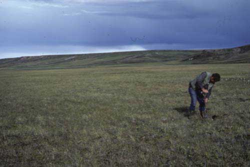 Wet sedge, moss tundra, Community No. 29, near Kaktakturuk River, Arctic Coastal Plain, AK. (Photo: D.A. Walker).