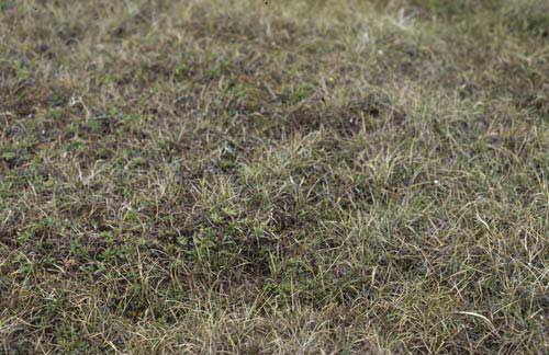 Non-tussock sedge, dwarf-shrub, moss tundra (moist nonacidic tundra), Community No. 27. Arctic National Wildlife Refuge, Arctic Coastal Plain, Alaska (Photo: D.A. Walker).