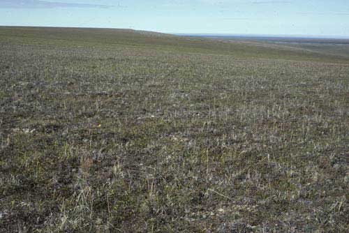 Moist non-tussock sedge, dwarf-shrub moss tundra (nonacidic tundra with non-sorted circles), variant of Community No. 27 with abundant Arctagrostis latifolia near the Kaktakturuk River, Arctic Coastal Plain, Alaska (Photo: D.A. Walker).
