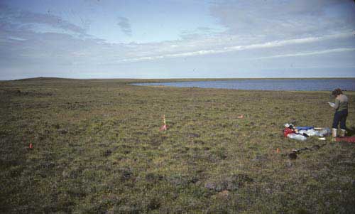 Moist non-tussock sedge, dwarf-shrub moss tundra (nonacidic tundra), Community No. 27, Okpilak River, Arctic Coastal Plain, Alaska (Photo: D.A. Walker).