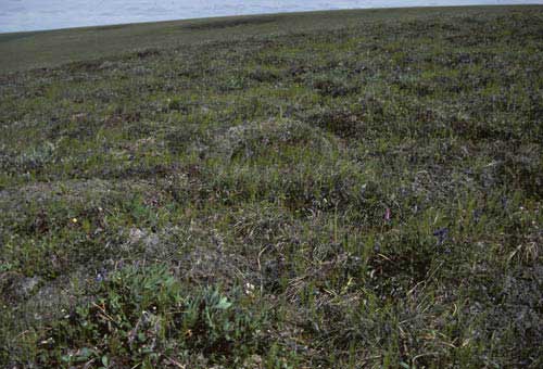 Moist non-tussock sedge, dwarf-shrub moss tundra (nonacidic tundra with non-sorted circles), Community No. 75, Sagwon Upland, Arctic Foothills, AK. (Photo: D.A. Walker).