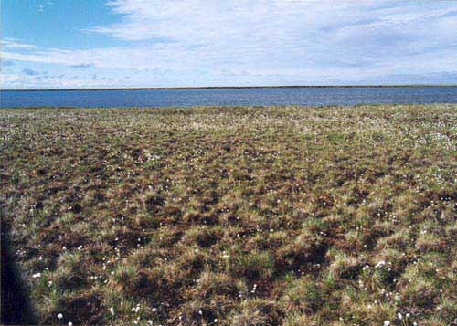 Tussock-sedge, dwarf-shrub, moss tundra on stabilized sand dune, Community No. 16. Atakasuk, Alaska. (Photo: D.A. Walker).