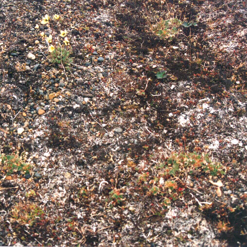 Photo B. Close up showing the lichen covered surface and forbs, including <em>Papaver hultenii</em> and <em>Potentilla hyparctica</em>. Elias et al. 1996, Fig. 7b. D.A. Walker.