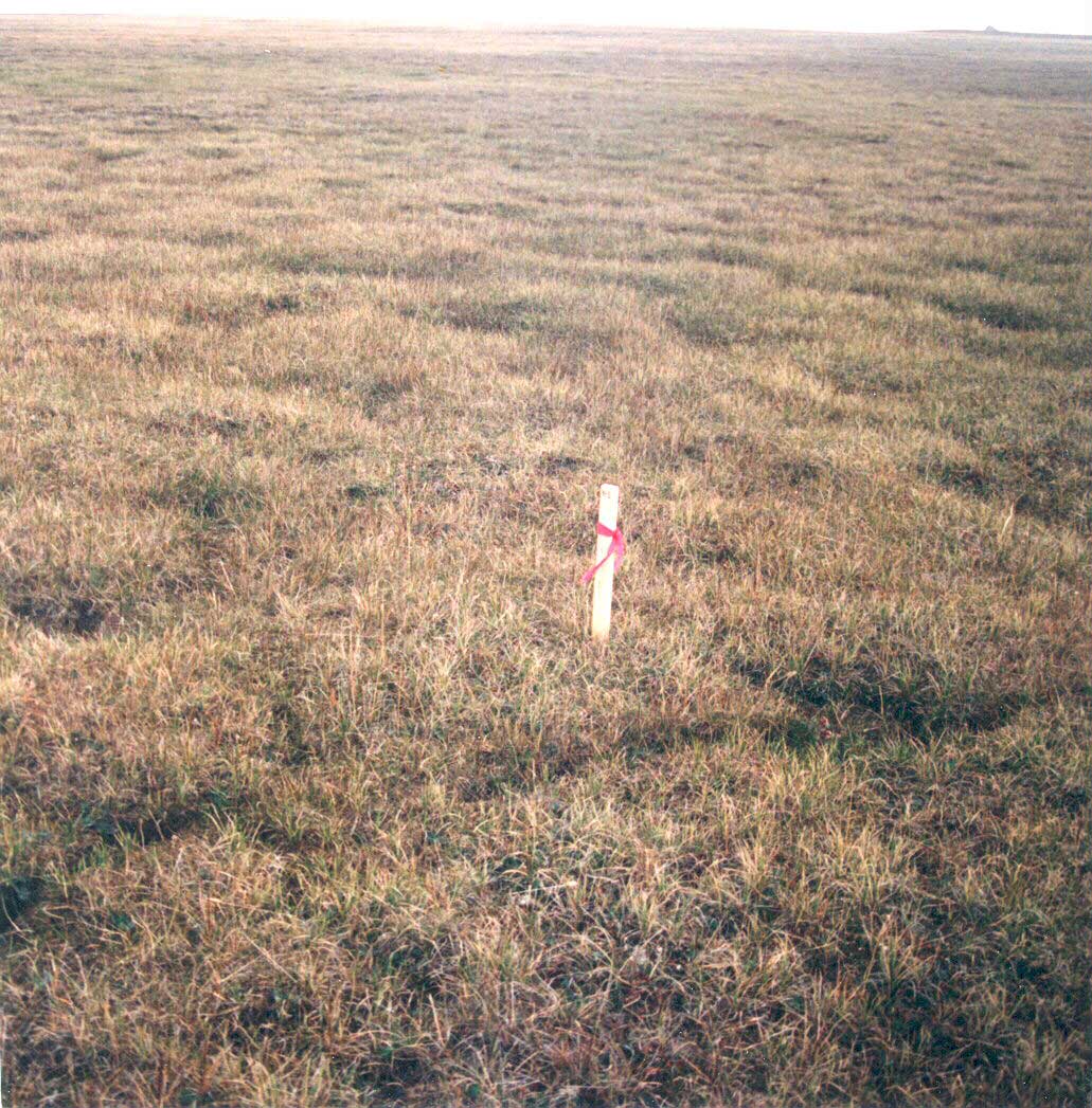 Photo A. Community type <em>Carex aquatilis</em>-<em>Saxifrage cernua</em> in a moist meadow near the NOAA Barrow Observatory. Elias et al. 1996, Fig. 8a. D.A. Walker.