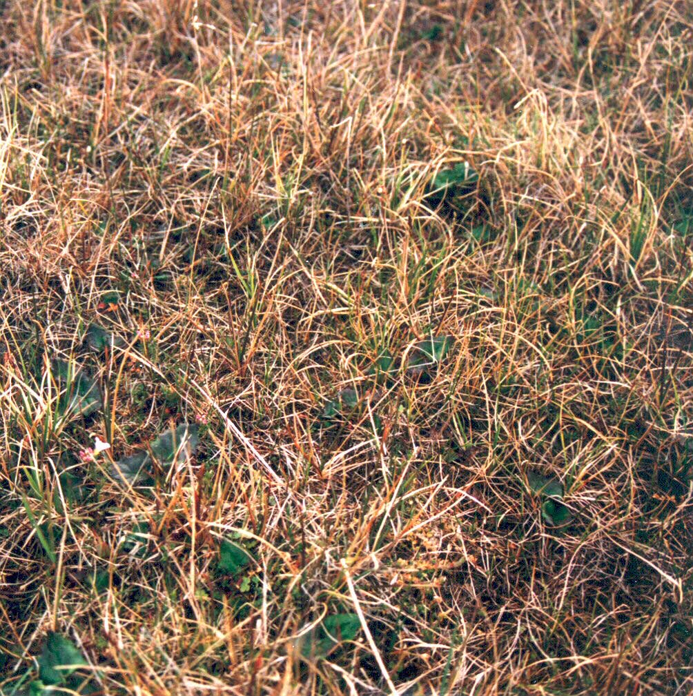 Photo B. Close up showing the sedge <em>Carex aquatilis</em> and scattered forbs. Larger green leaves are <em>Petasites frigidus</em>. Elias et al. 1996, Fig. 8b. D.A. Walker.