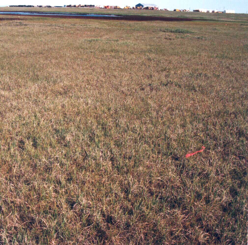 Photo A. A nonacidic version of communtity type <em>Eriophorum angustifolium</em>-<em>Carex aquatilis</em> at Barter Island. Elias et al. 1996, Fig. 9c. D.A. Walker.