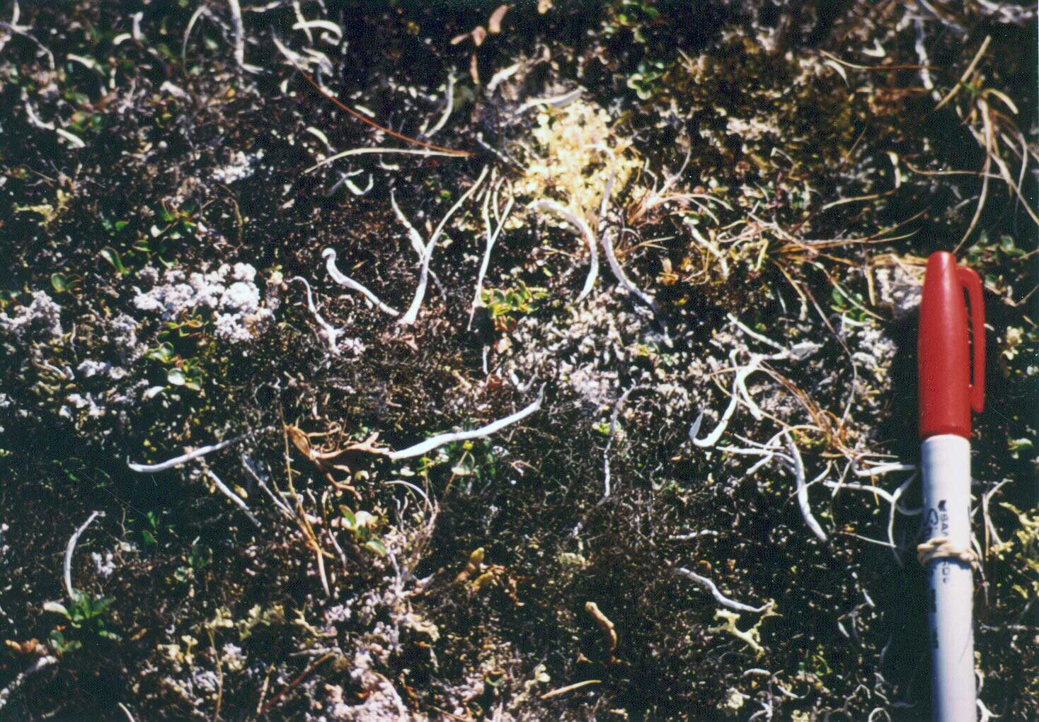 Photo B. Close up showing the abundant lichens (<em>Thamnolia vermicularis</em>, <em>Cetraria nivalis</em>, <em>Ochrolechia frigida</em>, <em>Cetrariella delisei</em>). Elias et al. 1996, Fig. A-23, lower photo. D.A. Walker.