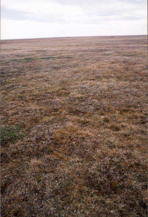 Moist tundra component of unit W1.1, Community No. 2 on acidic soils; Barrow, Alaska (Photo: D.A. Walker).