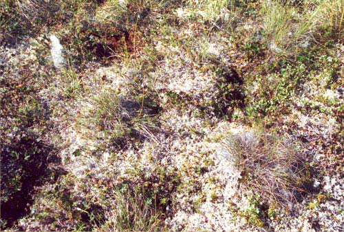 Tussock-sedge, dwarf-shrub, lichen tundra; Community No. 47 (lichen-rich tussock tundra), near Quartz Creek (Kougarok), Seward Peninsula, Alaska. (Photo: D.A. Walker).