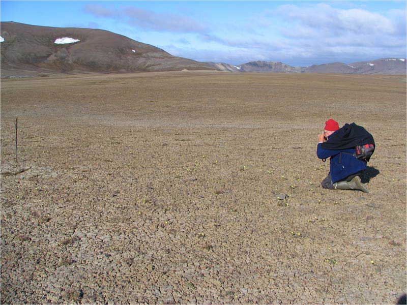 Subzone A. Isachsen, Ellef Ringnes Island, Canada. Photo D.A. Walker.