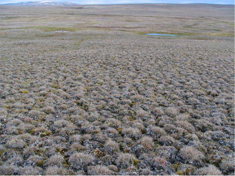 Subzone B. Mould Bay, Prince Patrick Island, Canada. Photo D.A. Walker.
