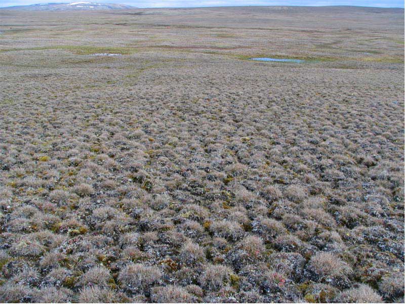 Subzone B. Mould Bay, Prince Patrick Island, Canada. Photo D.A. Walker.