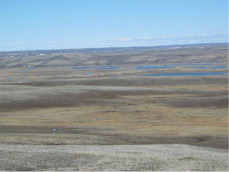 Subzone C. Green Cabin, Banks Island, Canada. Photo D.A. Walker. 