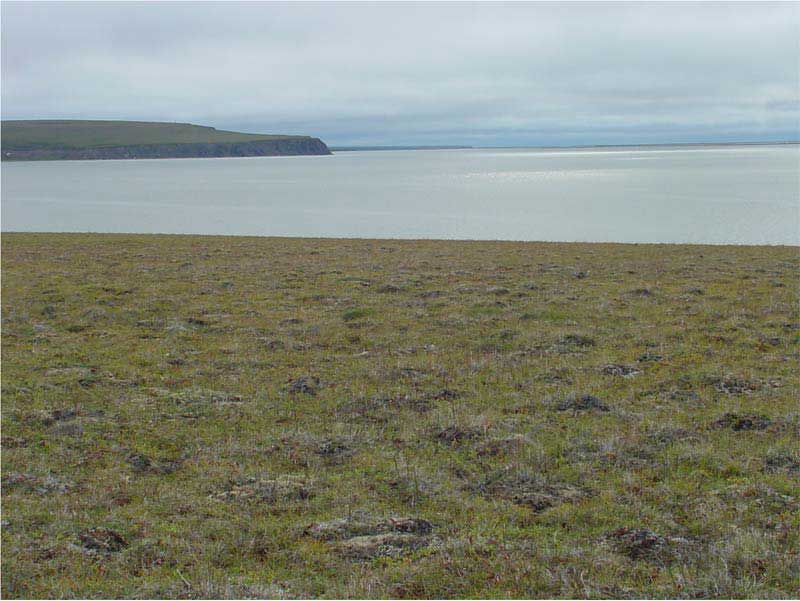 Subzone D. Ambarchik, Kolyma River vicinity, Russia. Photo D.A. Walker.