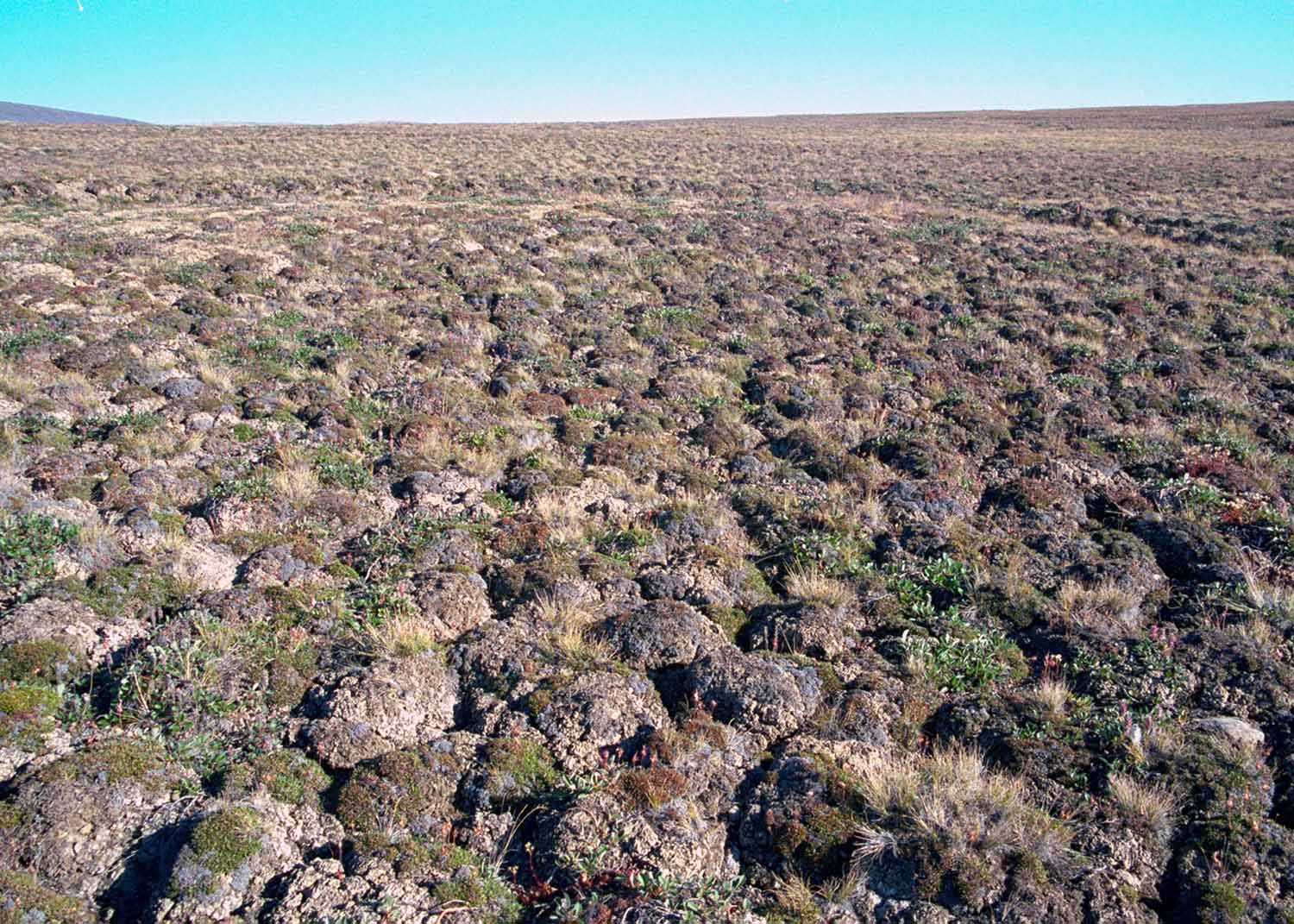 Eureka vicinity, Ellesmere Island, Canada (Photo: D.A. Walker).