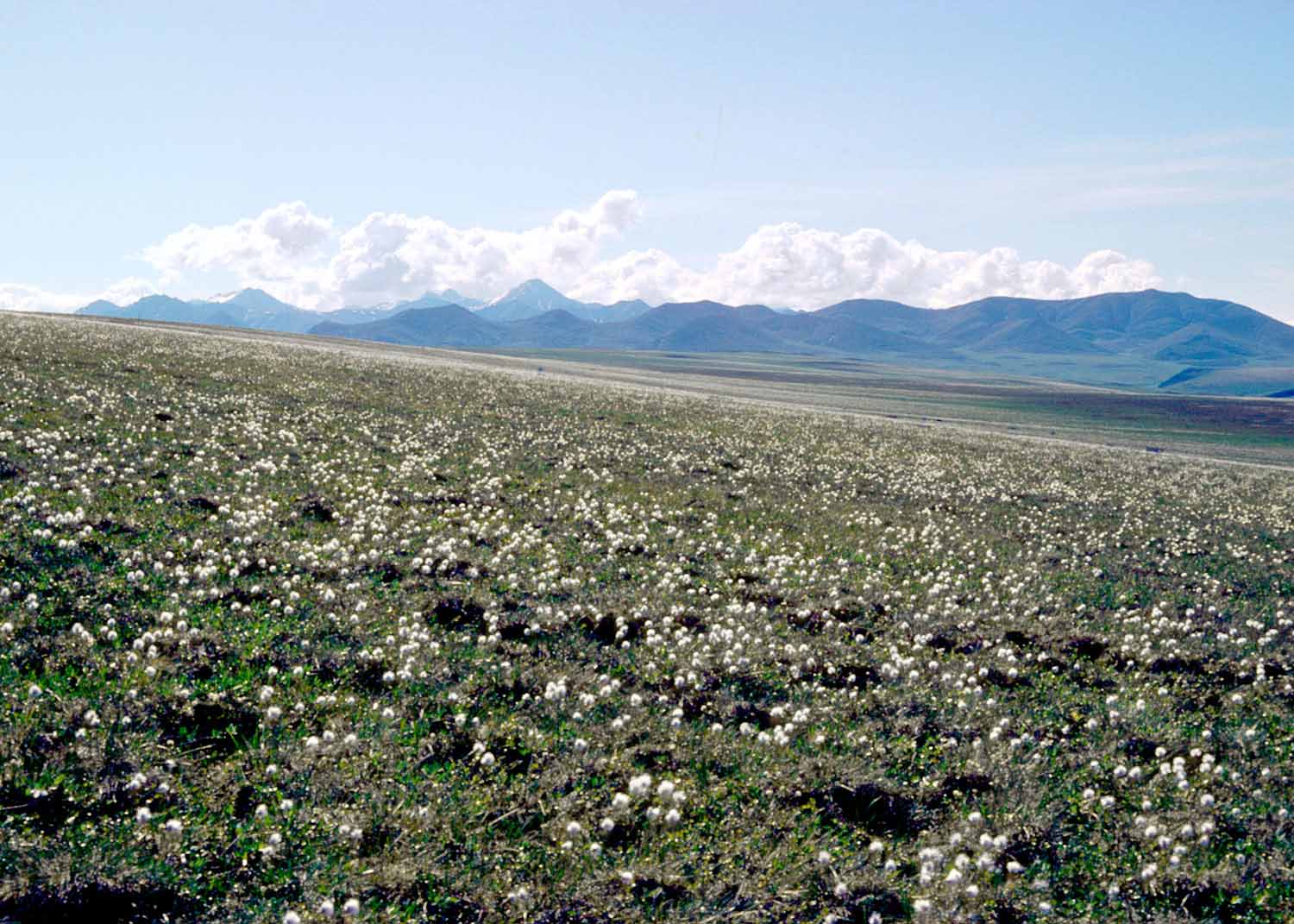 Imnaviat Creek, Alaska (Photo: D.A. Walker).