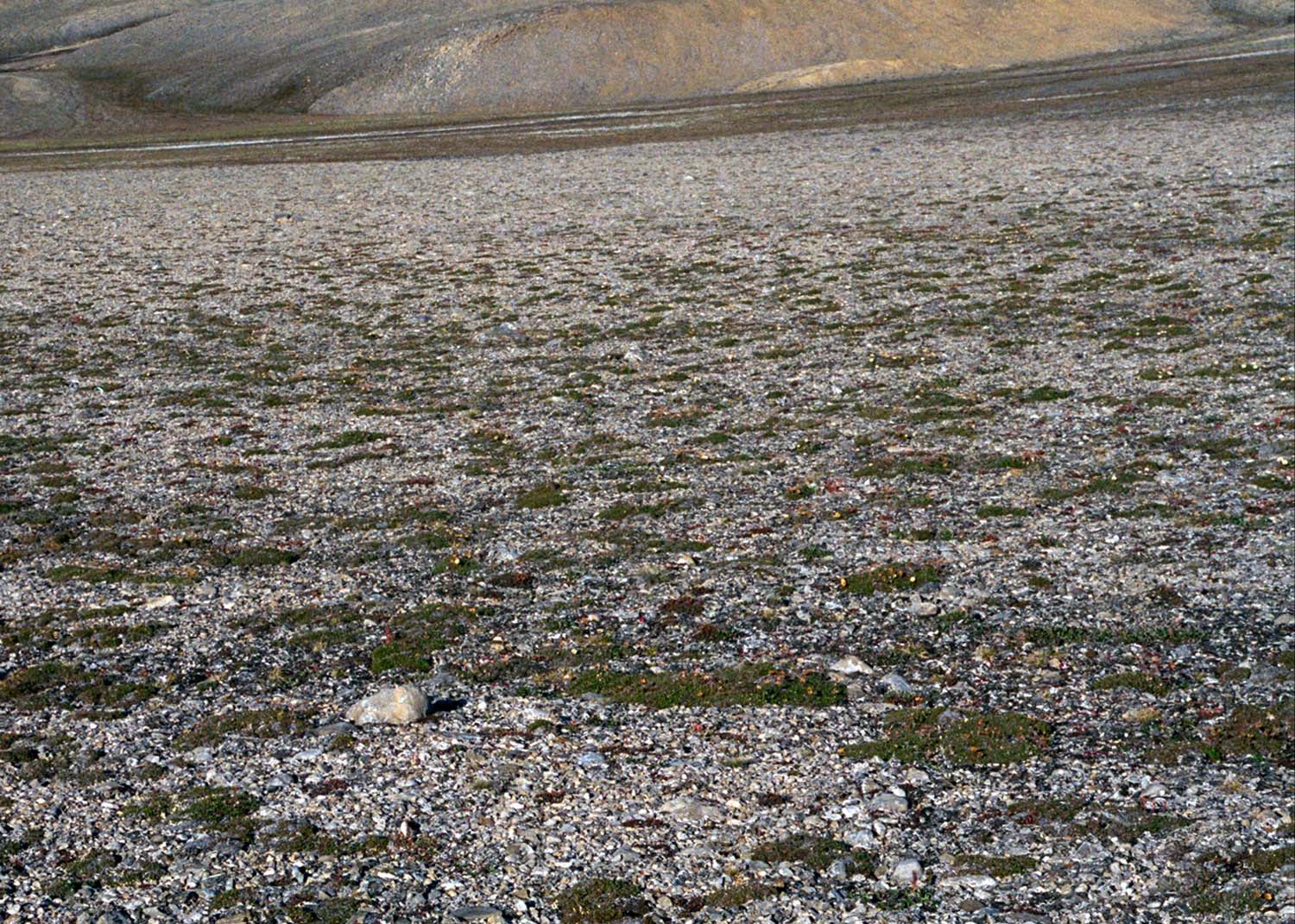 Bunde Fjord, Axel Heiberg Island, Canada (Photo: D.A. Walker).