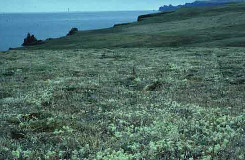 Lush lichen growth on Hall Island, St. Matthews group. Dry tundra. 1985. Photo: D.R. Klein.