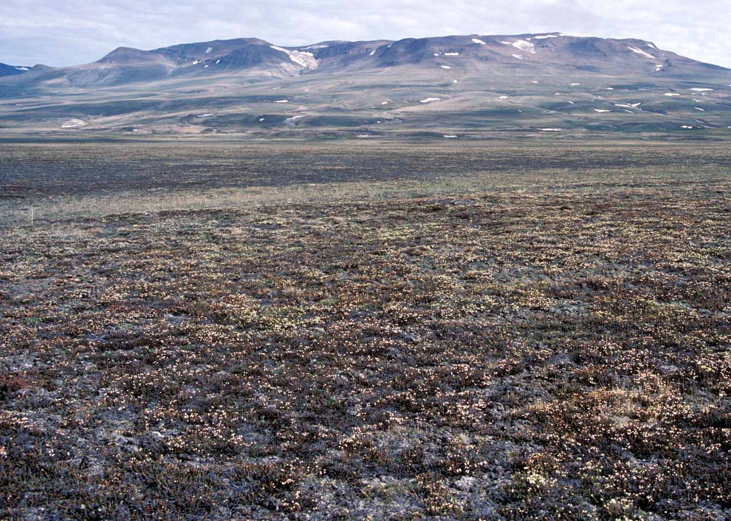 Zackenberg, East Greenland (Photo: H.H. Christiansen).