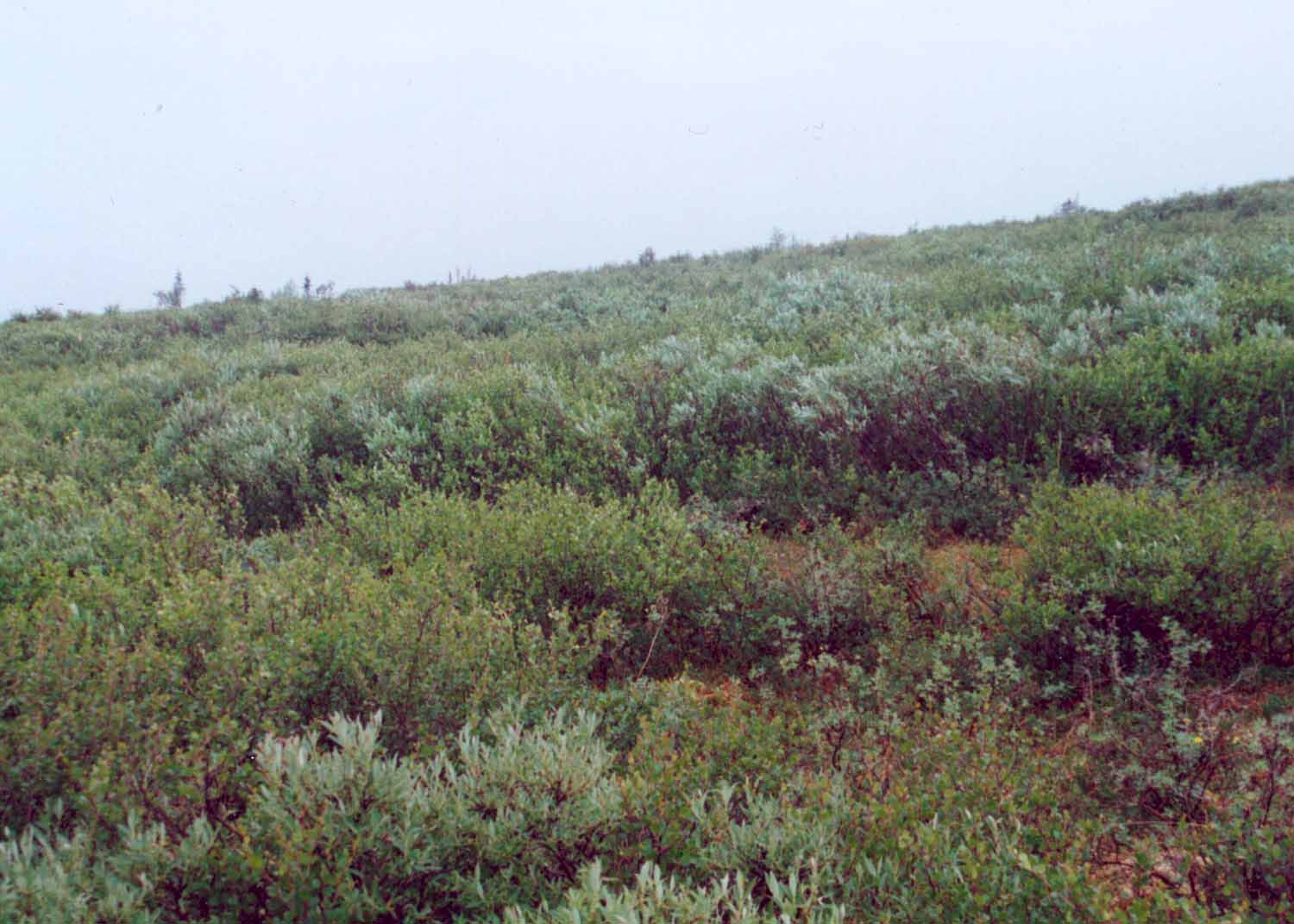 Low-shrub tundra (willow, birch), Community No. 44, Ophir Creek near Council, Seward Peninsula, Alaska (Photo: D.A. Walker).