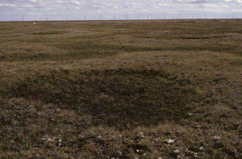 Wet sedge, moss tundra complex, Community Nos. 2, 3 and 4, Barrow, Arctic Coastal Plain, Alaska (Photo: D.A. Walker).