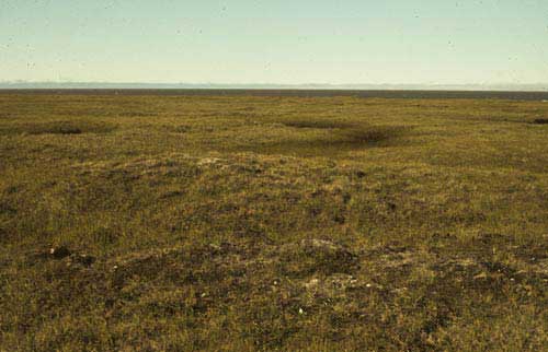 Wet tundra complex; Barrow, Alaska (Photo: D.A. Walker).