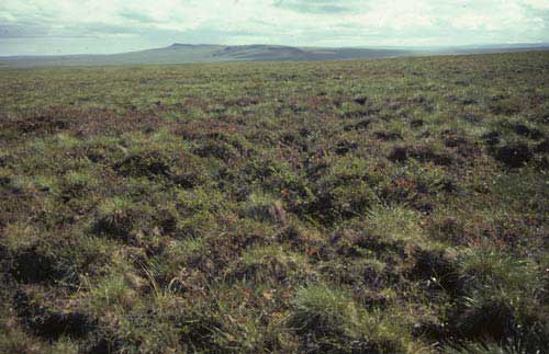 Shrubby tussock tundra; Arctic foothills, Alaska. Photo: D.A. Walker.