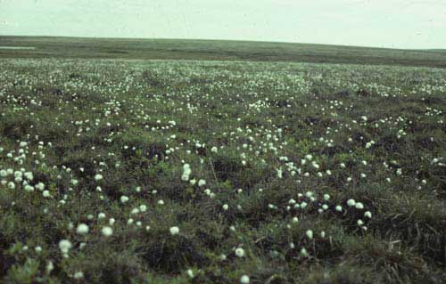 Tussock-sedge, dwarf-shrub, moss tundra; Community No. 41, Arctic Foothills, near Oumalik, Alaska. (Photo: D.A. Walker).