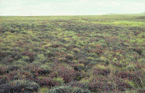 Shrubby tussock tundra near Toolik Lake, Alaska. Photo: D.A. Walker.