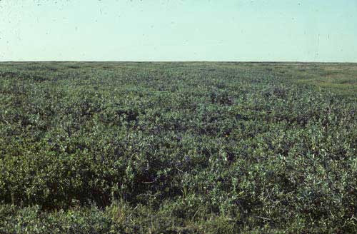 Low-shrub tundra (birch-willow), Community No. 44, near Happy Valley, Arctic Foothills, Alaska (Photo: D.A. Walker).