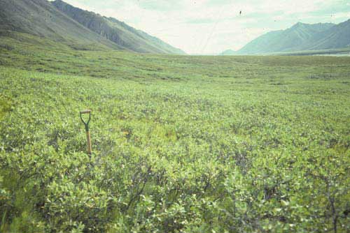 Low-shrub tundra (willow), Atigun River, Brooks Range, Alaska (Photo: D.A. Walker).