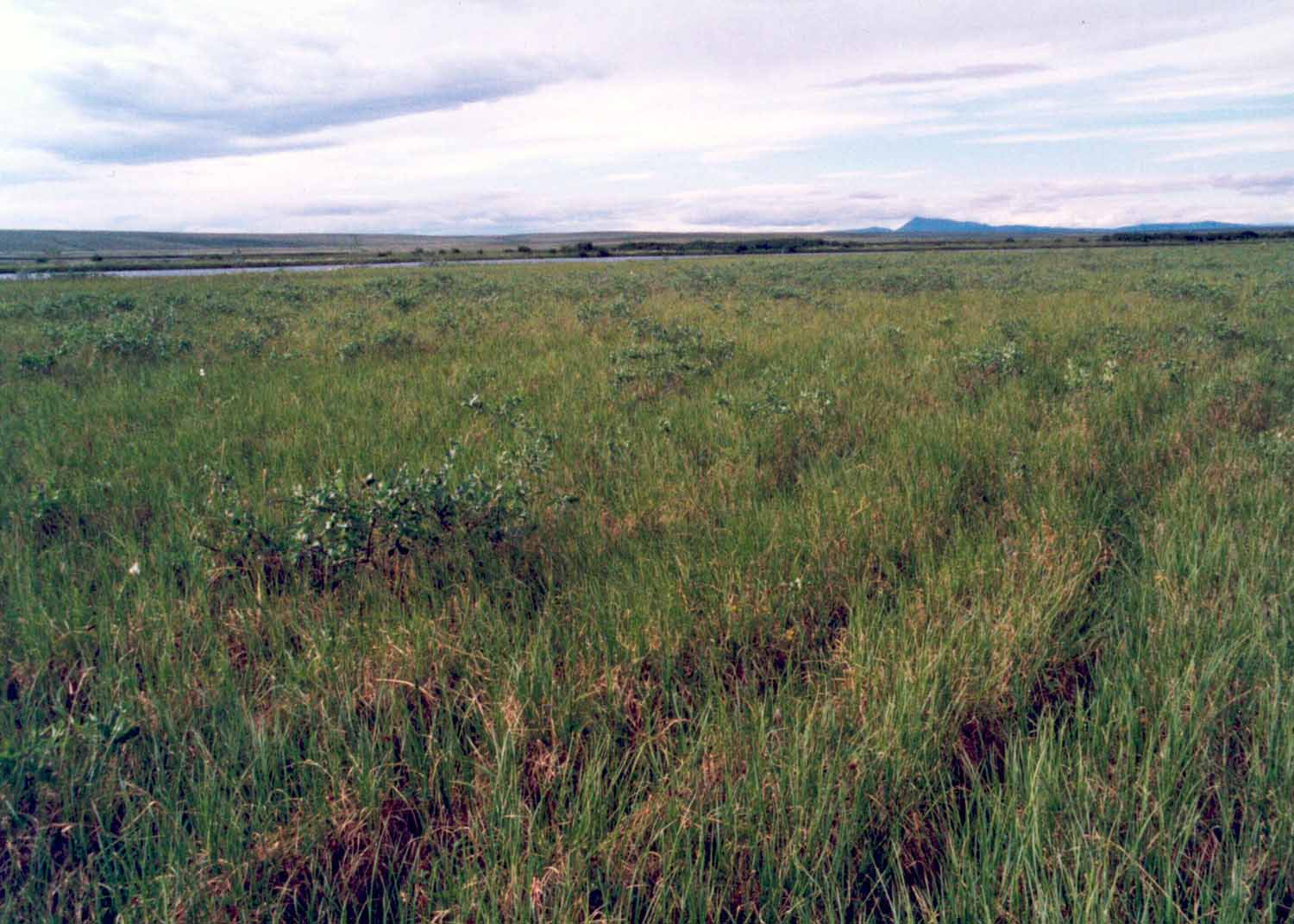 North Slope coastal plain, Alaska (Photo: D.A. Walker).